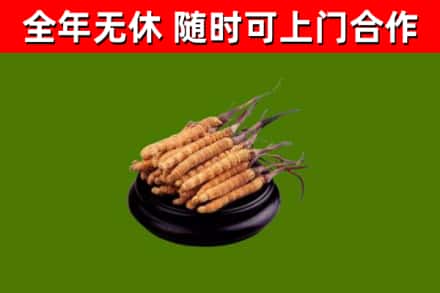 大竹回收散虫草
